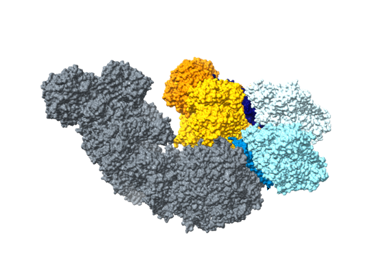 The CS respirasome - one of two new types of respirasomes that exist in mammalian tissues.